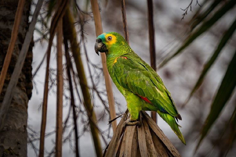 057 Noord Pantanal, blauwvoorhoofdamazone.jpg